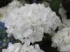 Kerti Hortenzia " Soeur Therese" - Hydrangea macrophylla
