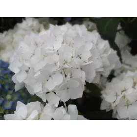   Kerti Hortenzia " Soeur Therese" - Hydrangea macrophylla