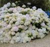 Kerti Hortenzia " Soeur Therese" - Hydrangea macrophylla