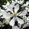 Örökzöld Klematisz - Clematis Armandii "White"