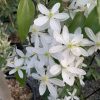 Örökzöld Klematisz - Clematis Armandii "White"