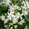 Örökzöld Klematisz - Clematis Armandii "White"