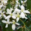 Örökzöld Klematisz - Clematis Armandii "White"