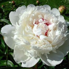 Paeonia Lactiflora "White Sensation" - Illatos piros bazsarózsa
