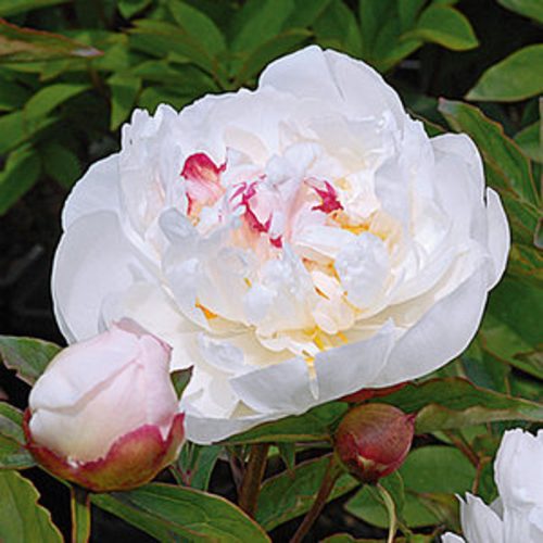 Paeonia Lactiflora "White Sensation" - Illatos piros bazsarózsa