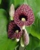 Nagy levelű farkasalma - Aristolochia macrophylla