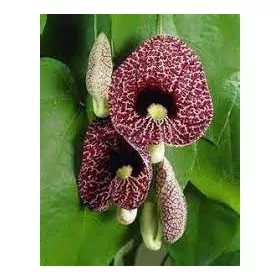 Nagy levelű farkasalma - Aristolochia macrophylla