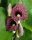 Nagy levelű farkasalma - Aristolochia macrophylla