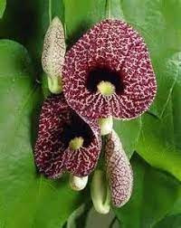 Nagy levelű farkasalma - Aristolochia macrophylla