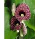 Nagy levelű farkasalma - Aristolochia macrophylla