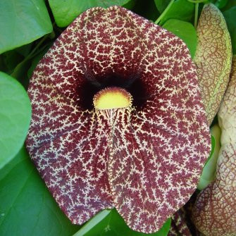 Nagy levelű farkasalma - Aristolochia macrophylla