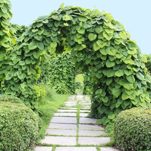 Nagy levelű farkasalma - Aristolochia macrophylla