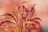 Japán juhar - Acer palmatum "Manyo no Sato" K10