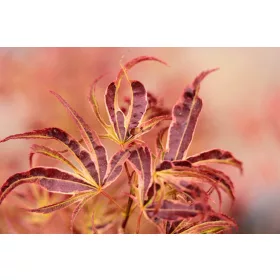 Japán juhar - Acer palmatum "Manyo no Sato" K10