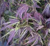Japán juhar - Acer palmatum "Manyo no Sato" K10