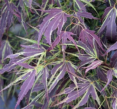 Japán juhar - Acer palmatum "Manyo no Sato" K10