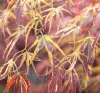 Japán juhar - Acer palmatum "Manyo no Sato" K10