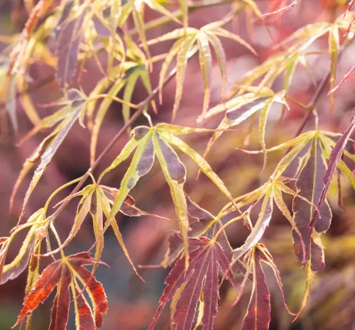 Japán juhar - Acer palmatum "Manyo no Sato" K10