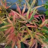 Japán juhar - Acer palmatum "Manyo no Sato" K10