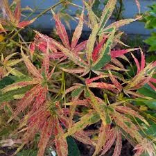 Japán juhar - Acer palmatum "Manyo no Sato" K10