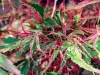 Japán juhar - Acer palmatum "Manyo no Sato" K10