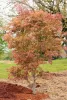 Japán juhar - Acer palmatum "Manyo no Sato" K10