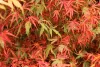 Japán juhar - Acer palmatum "Manyo no Sato" K10