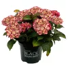 Kerti hortenzia - Hydrangea macrophylla Black Diamonds "Midnight Beauty Red"