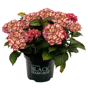   Kerti hortenzia - Hydrangea macrophylla Black Diamonds "Midnight Beauty Red"