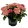 Kerti hortenzia - Hydrangea macrophylla Black Diamonds "Midnight Beauty Red"