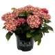 Kerti hortenzia - Hydrangea macrophylla Black Diamonds "Midnight Beauty Red"