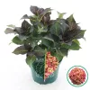 Kerti hortenzia - Hydrangea macrophylla Black Diamonds "Midnight Beauty Red"