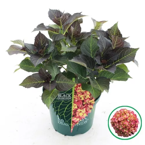 Kerti hortenzia - Hydrangea macrophylla Black Diamonds "Midnight Beauty Red"