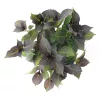 Kerti hortenzia - Hydrangea macrophylla Black Diamonds "Midnight Beauty Red"