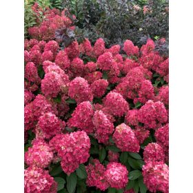   Bugás hortenzia - Hydrangea Paniculata "Bonfire" - K3