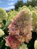 Bugás hortenzia - Hydrangea Paniculata "Bonfire" - K3