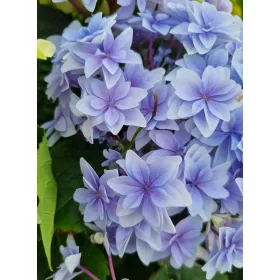   Kerti Hortenzia " Floria Blue" - Hydrangea macrophylla