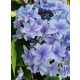 Kerti Hortenzia " Floria Blue" - Hydrangea macrophylla