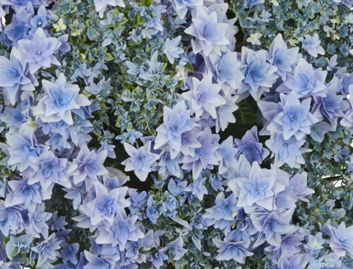 Kerti Hortenzia " Floria Blue" - Hydrangea macrophylla