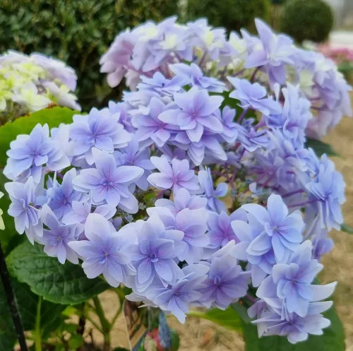 Kerti Hortenzia " Floria Blue" - Hydrangea macrophylla