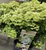 Bugás hortenzia - Hydrangea Paniculata EARLYDRANGEA® First Bloom ‘Spring Snow’ PBR
