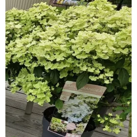   Bugás hortenzia - Hydrangea Paniculata EARLYDRANGEA® First Bloom ‘Spring Snow’ PBR