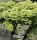 Bugás hortenzia - Hydrangea Paniculata EARLYDRANGEA® First Bloom ‘Spring Snow’ PBR