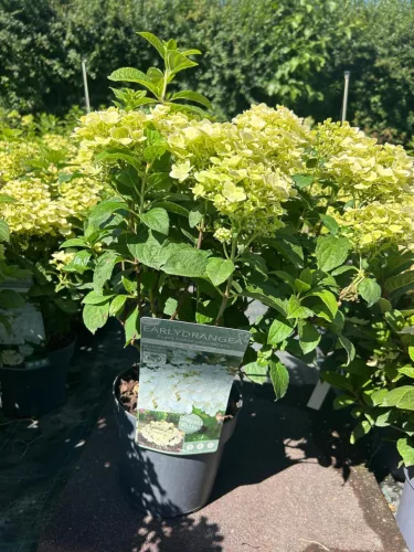 Bugás hortenzia - Hydrangea Paniculata EARLYDRANGEA® First Bloom ‘Spring Snow’ PBR