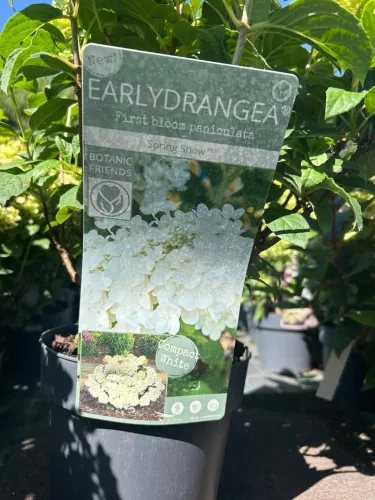 Bugás hortenzia - Hydrangea Paniculata EARLYDRANGEA® First Bloom ‘Spring Snow’ PBR