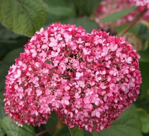 Cserjés hortenzia - Hydrangea Arborescens "Pink Percussion" - cs9