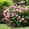 Cserjés hortenzia - Hydrangea Arborescens "Pink Percussion" - cs9