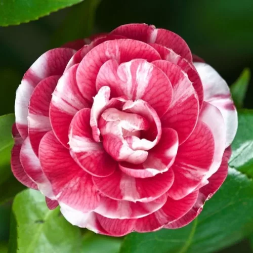 Camellia Japonica "Orandako" - Japán Kamélia