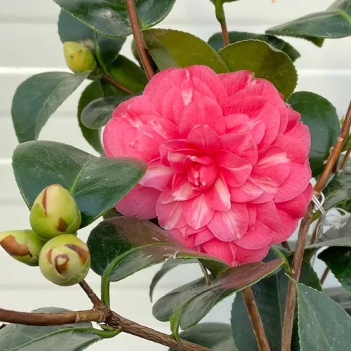 Camellia Japonica "Orandako" - Japán Kamélia
