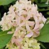 Bugás Hortenzia - Skyfall - Hydrangea Paniculata-5L